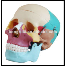 Crânio humano de tamanho natural com ossos coloridos, modelo de crânio